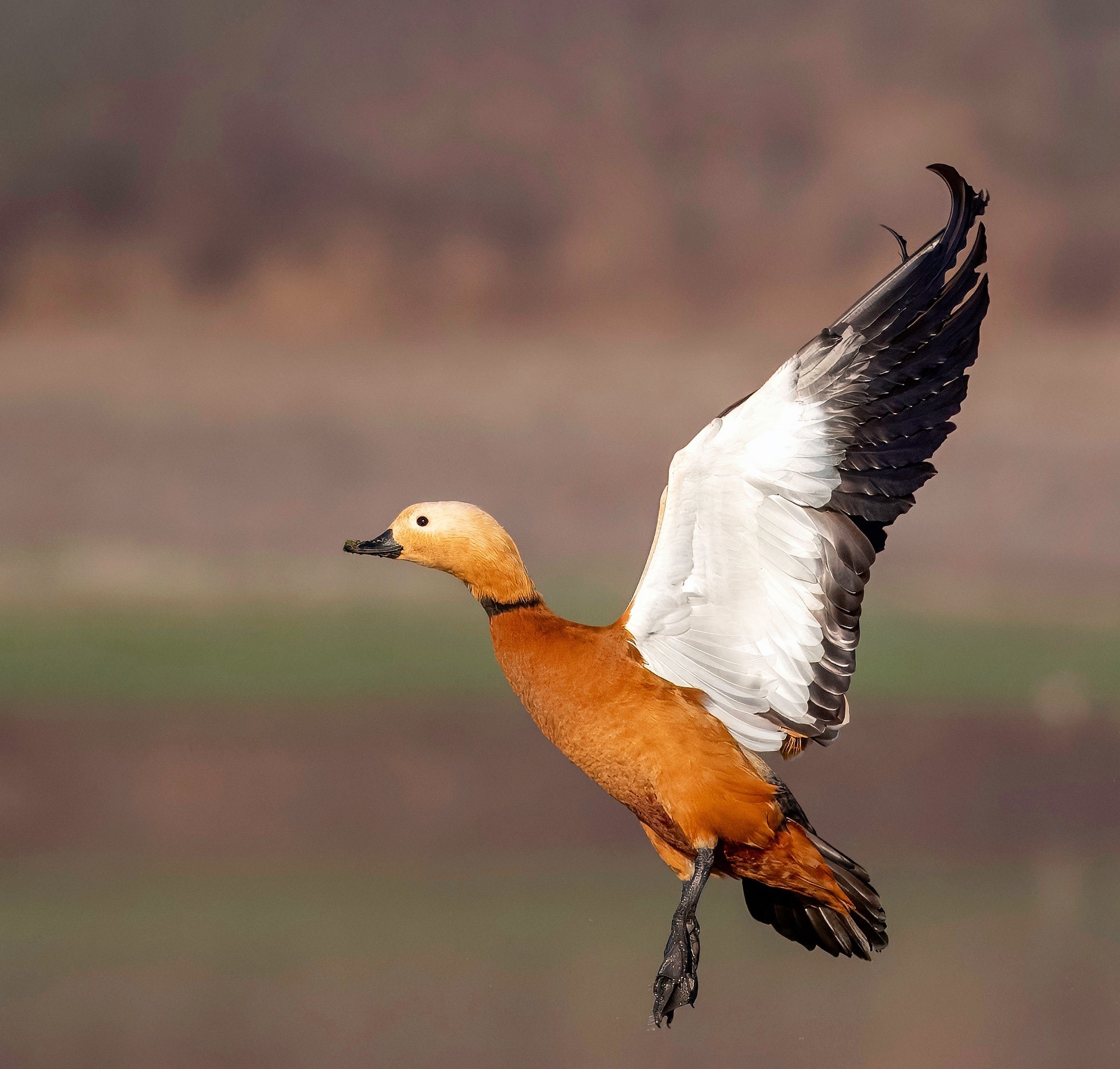 Ruddy shelduck bird flying